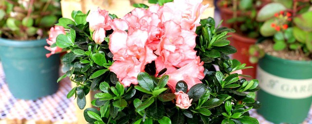 这五种花你了解吗(最常见的三种花)