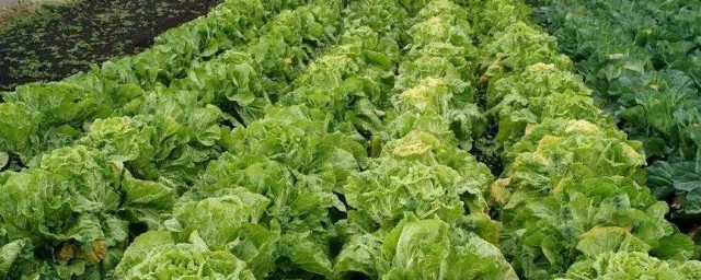 偷青是项有趣的习俗(家乡的风俗偷青)