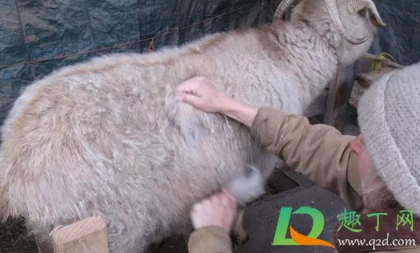 羊绒和羊毛哪个保暖效果好(羊绒和羊毛保暖效果差别很大吗)