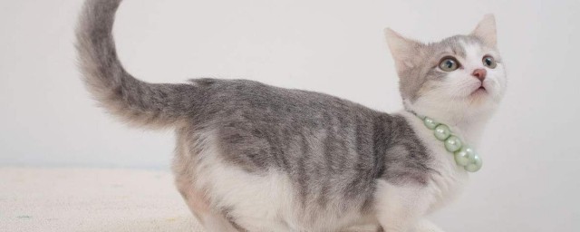 猫咪属于什么科类的动物(猫属于哪一科动物)