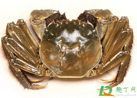 大闸蟹扎到手有毒吗(大闸蟹咬到手有没有毒)