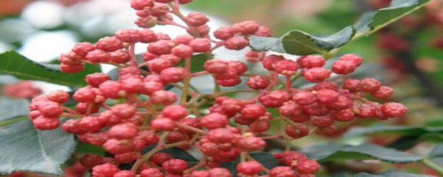 花椒树怎么修剪(花椒树怎么修剪视频)