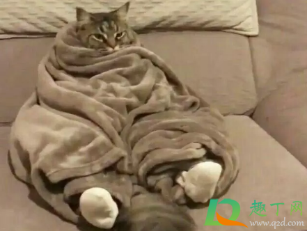 主人的任务是什么梗(主人任务是什么鬼) 主人的任务是什么梗(主人任务是什么鬼)