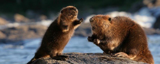 海狸的生活习性(海狸的生活方式)