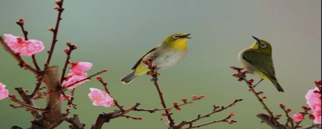 鸟的诗句有什么(鸟的诗句都有什么)