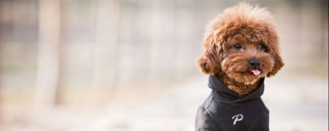 看看你家的小可爱有没有超重(超重的危害)