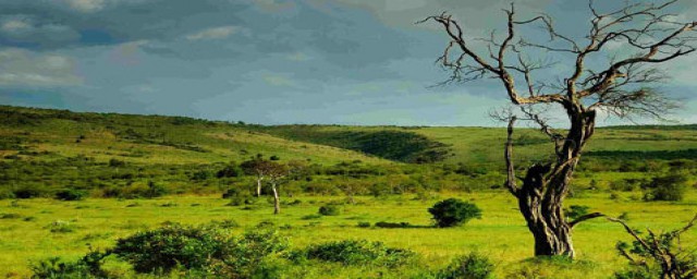 热带草原气候是怎么形成的(热带草原的气候特征及成因)