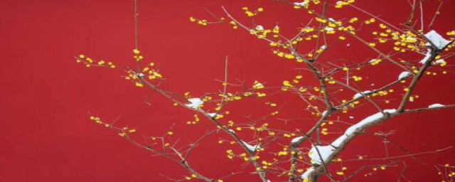 梅花的诗有什么(梅花的诗词有什么)