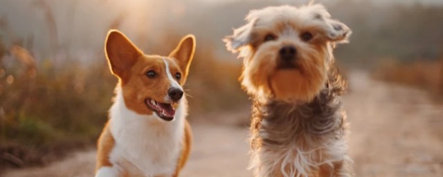 怎么训练比较好(如何好好训练)