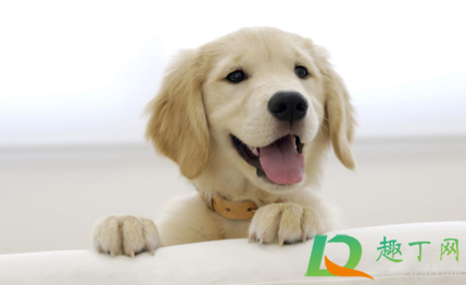 狗牙齿碰到没有破皮没流血怎么办(狗牙齿划破皮没出血怎么处理)