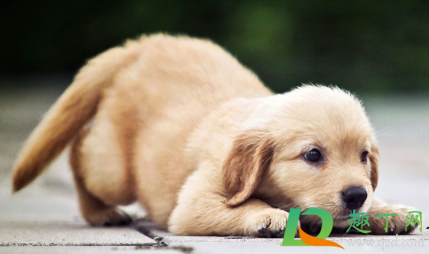 狗牙齿碰到没有破皮没流血怎么办(狗牙齿划破皮没出血怎么处理)