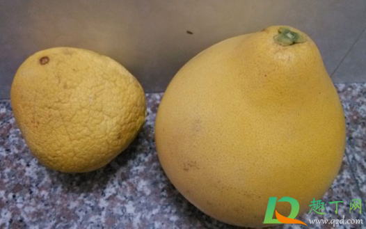 柚子皮皱巴巴的能吃吗(柚子皮越皱越好吃) 柚子皮皱巴巴的能吃吗(柚子皮越皱越好吃)