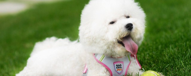 比熊毛发发育时间(比熊毛发生长过程)