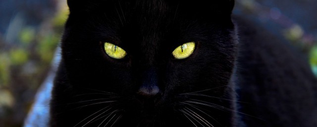 具有这种眼睛的动物有什么好处(你知道哪些动物的眼睛有什么特点吗?)