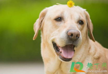 狗狗咬破皮肤表层要打针吗(狗咬到皮肤没破要打针吗) 狗狗咬破皮肤表层要打针吗(狗咬到皮肤没破要打针吗)