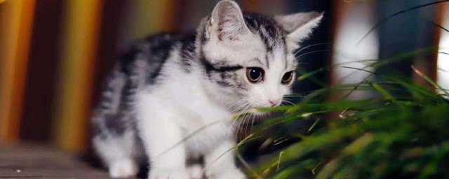 美短猫的品相怎么看(美短猫什么品相的算好)