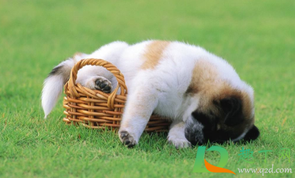 狗牙齿碰到没有破皮没流血怎么办(狗牙齿划破皮没出血怎么处理)