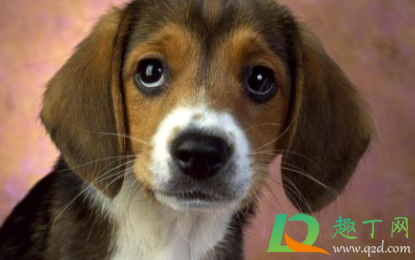 狗狗咬破皮肤表层要打针吗(狗咬到皮肤没破要打针吗) 狗狗咬破皮肤表层要打针吗(狗咬到皮肤没破要打针吗)