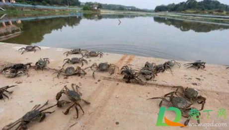 螃蟹上岸是要地震了么(螃蟹为什么傍晚才上岸)