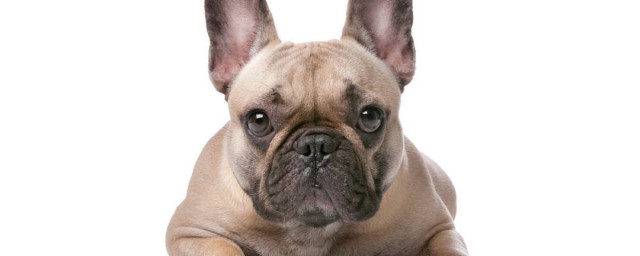 六畜指的是什么动物(六畜是哪六个动物)