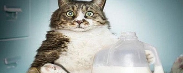 猫喝牛奶的危害和原因(猫喝牛奶有好处吗)