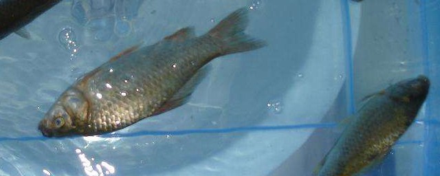 这两款配方鲫鱼超爱(鲫鱼经典配方老三样)