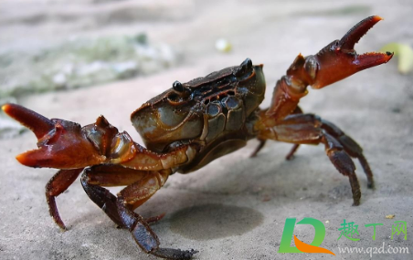 螃蟹上岸是要地震了么(螃蟹为什么傍晚才上岸)