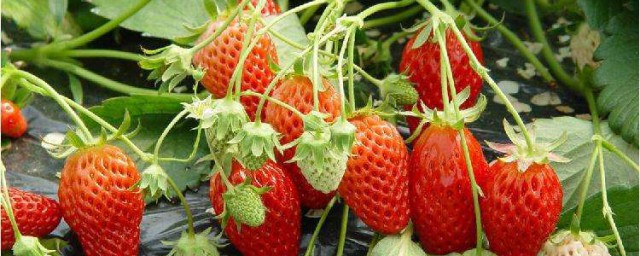 哪个季节种草莓好呢(什么季节种草莓最合适)