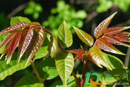 2021年有没有开春(2021年明年有春吗) 2021年有没有开春(2021年明年有春吗)