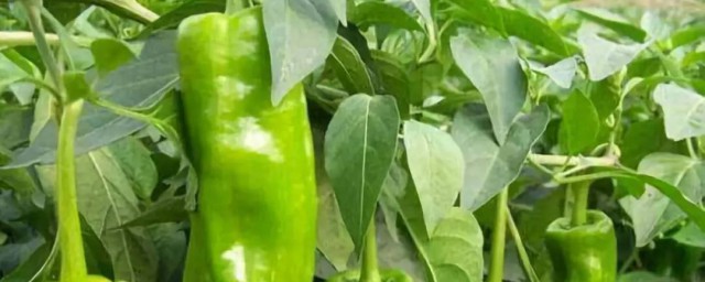 辣椒的种植技术(夏季辣椒的种植技术)