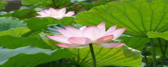 夏天的古诗有什么(夏天的古诗有什么三年级)