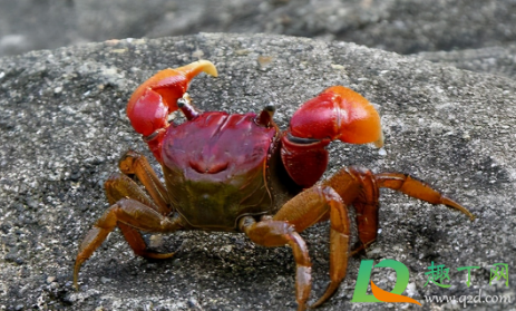 螃蟹上岸是要地震了么(螃蟹为什么傍晚才上岸)