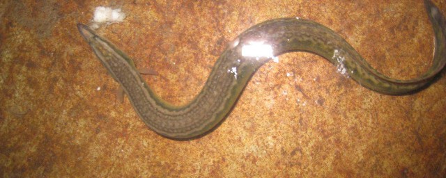 捕泥鳅方法大全(捕捞泥鳅的方法)