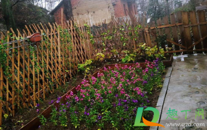 2021年有没有开春(2021年明年有春吗) 2021年有没有开春(2021年明年有春吗)