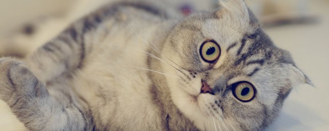 适合家养(适合家养的中小型犬)