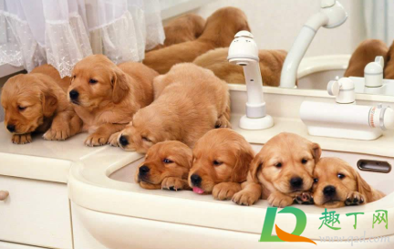 狗牙齿碰到没有破皮没流血怎么办(狗牙齿划破皮没出血怎么处理)