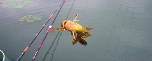 钓鱼29度好不好(19度钓鱼合适吗)