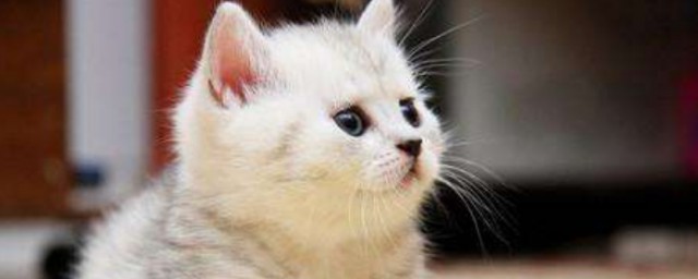 猫要生的时候有哪些症状(猫什么症状是要生了)