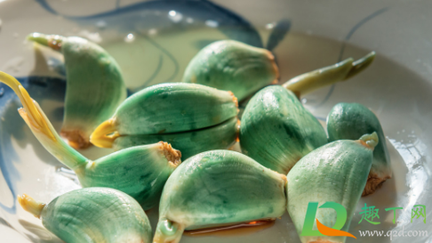 腊八蒜没泡绿吃了有事吗(腊八蒜发绿了还能吃吗)
