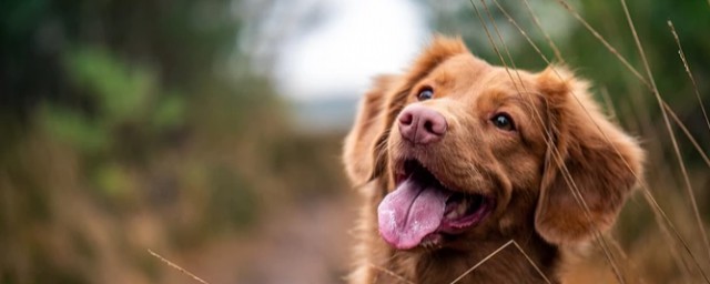 你应该这么做(你应该这么做,我也应该死陕西话)