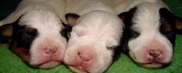 一个月幼犬不可吃凉蛋黄(一个月的小狗可以吃蛋黄吗)