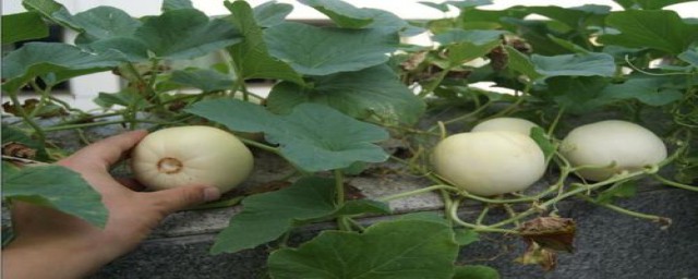 甜瓜种植方法(苹果甜瓜种植方法)