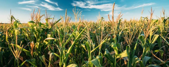 播种方法有哪些(巴蜀地区的播种方法有哪些)