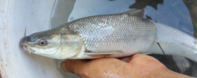 钓红尾鱼方法(小红尾鱼怎么钓)