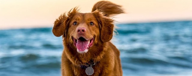 狗狗还很害怕较大的声音(狗狗胆子很小听到大点声音就怕)