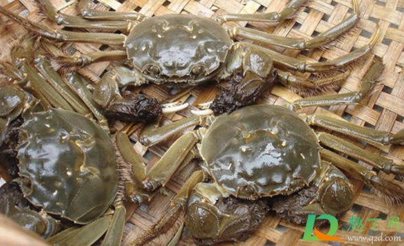 大闸蟹扎到手有毒吗(大闸蟹咬到手有没有毒)