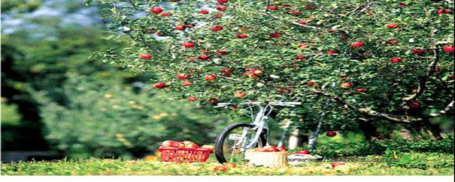 苹果树怎么修剪(六月份苹果树怎么修剪)