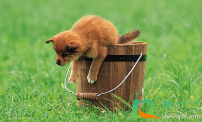 狗狗咬破皮肤表层要打针吗(狗咬到皮肤没破要打针吗)