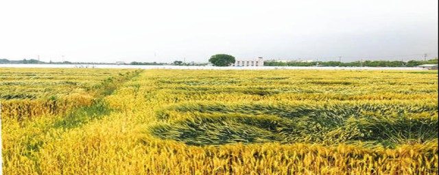 三农是什么(三农是什么时候提出的)