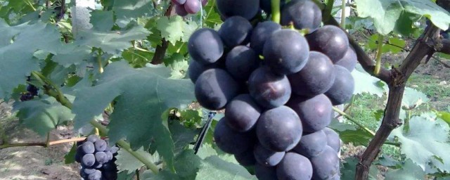 巨峰葡萄属于什么品种呢(巨峰葡萄新品种几种)